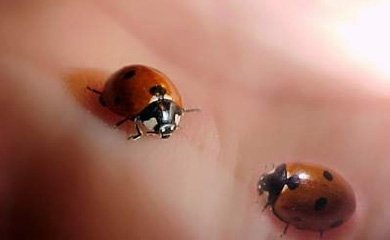 12055-bubamara.JPG, 39 KB